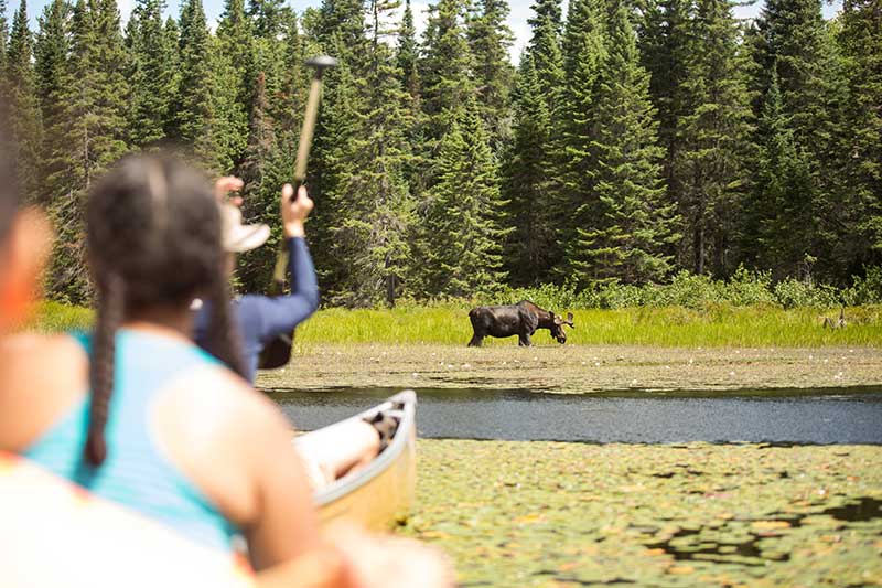 Algonquin Park group sees a moose!